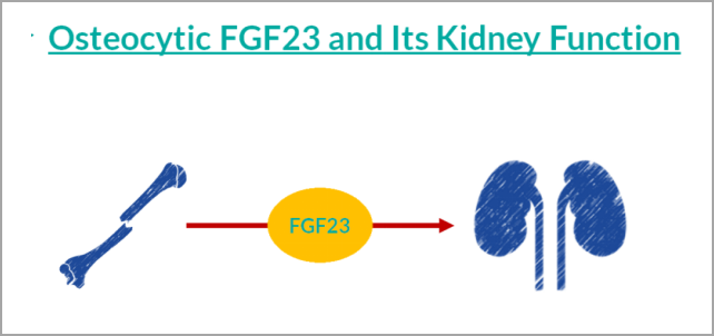 重大突破！研发FGF23项目，精准诊断CKD及CKD-MBD